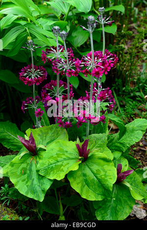 Trillium chloropetalum Primula japonica Miller crimson rose vert violet Floraison fleurs de printemps à l'ombre des bois ombragé à l'ombre Banque D'Images