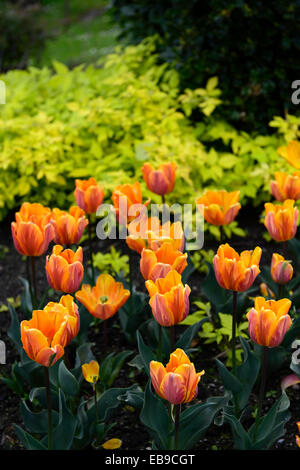 Tulip princess irene Rubus idaeus aureus or jaune tulipes orange framboise feuilles couleur couleur combinaison de plantation des plantes Banque D'Images