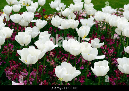 Tulipa anges désirent géant rouge blanc rose giroflée plantation plante printemps frontière lit régime régime combinaison florale RM Banque D'Images