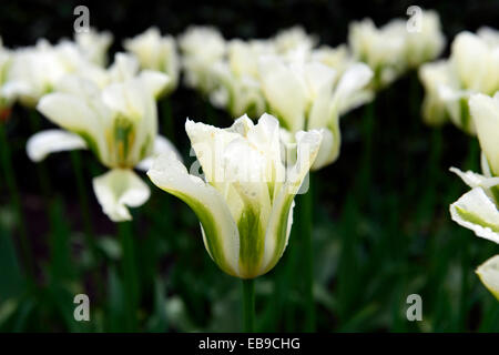 Tulipa viridiflora tulipe groupe vert printemps Division AGA 8 blanc vert fleurs printemps floraison ampoule ampoules florales RM Banque D'Images