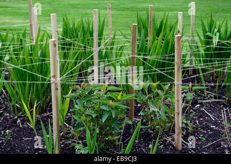 Pieu de bois bois jalonnés string prise en charge de cette plantes jardin jardinage plan-cadre soutenant la planification Floral RM Banque D'Images