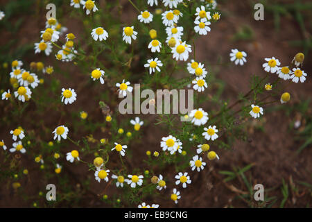 Les marguerites (Latin : Bellis perennis) Banque D'Images