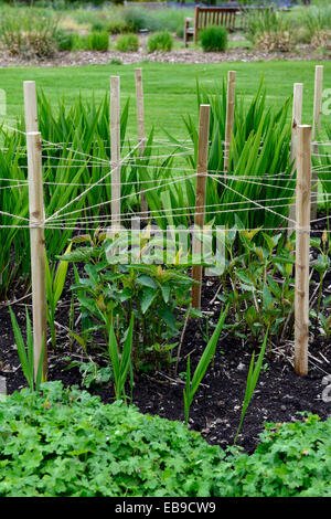 Pieu de bois bois jalonnés string prise en charge de cette plantes jardin jardinage plan-cadre soutenant la planification Floral RM Banque D'Images