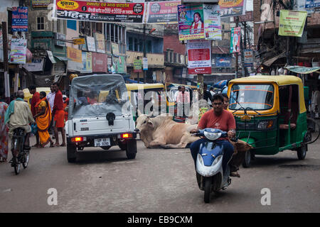 Une vache sacrée se trouve au milieu de la circulation sur les rues de Varanasi ou Benares Banque D'Images