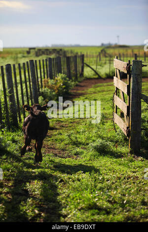 Veau. Pampa, l'Argentine. Banque D'Images