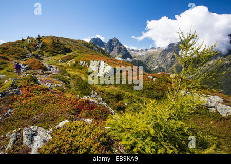 L'Aiguille Rouge vont de l'Aiguillette des Posettes avec myrtille coloration des plantes jusqu'à la fin de l'été. Banque D'Images