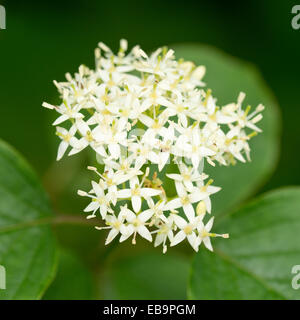 Cornouiller (Cornus sanguinea commun), corymbe floraison, Thuringe, Allemagne Banque D'Images