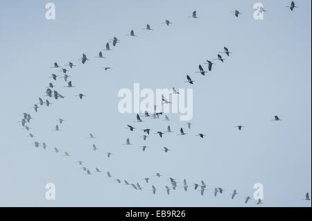 Grues cendrées (Grus grus), le vol en formation par temps brumeux, Mecklembourg-Poméranie-Occidentale, Allemagne Banque D'Images