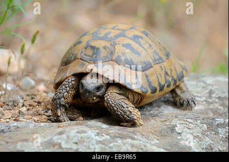 L'Est de la tortue d'Hermann (Testudo hermanni boettgeri), Macédoine Centrale, Grèce Banque D'Images