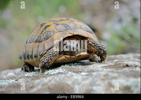 L'Est de la tortue d'Hermann (Testudo hermanni boettgeri), Macédoine Centrale, Grèce Banque D'Images