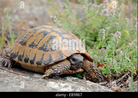 L'Est de la tortue d'Hermann (Testudo hermanni boettgeri), Macédoine Centrale, Grèce Banque D'Images