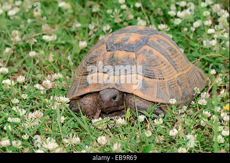 L'Est de la tortue d'Hermann (Testudo hermanni boettgeri), Macédoine Centrale, Grèce Banque D'Images