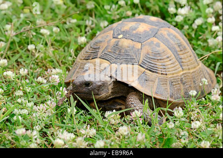 L'Est de la tortue d'Hermann (Testudo hermanni boettgeri), Macédoine Centrale, Grèce Banque D'Images