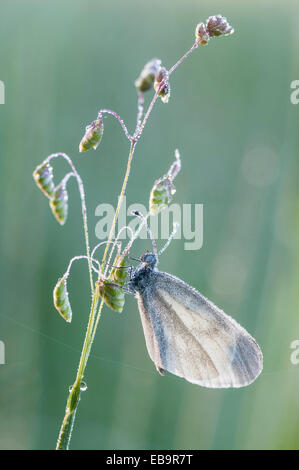 Papillon blanc en bois (Leptidea sinapis) Banque D'Images