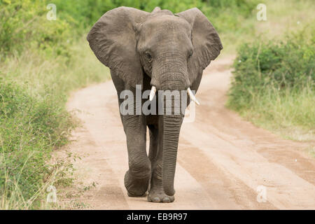 L'éléphant africain (Loxodonta africana) marcher le long d'une piste, le Parc national Queen Elizabeth, en Ouganda Banque D'Images