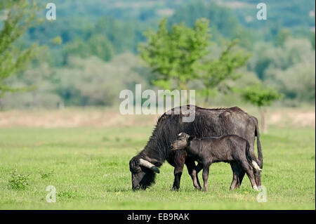 Buffle domestique, buffle d'Asie (Bos arnee, Bubalus arnee), vache et son veau dans un pré, Macédoine Centrale, Grèce Banque D'Images