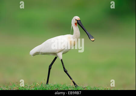 Spatule blanche Spatule blanche ou conjoint (Platalea leucorodia), Macédoine Centrale, Grèce Banque D'Images