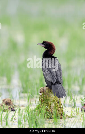 Cormoran pygmée (phalacrocorax pygmaeus), Macédoine Centrale, Grèce Banque D'Images