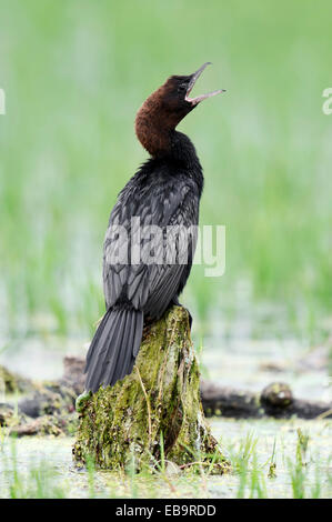 Cormoran pygmée (phalacrocorax pygmaeus), bâillements, Macédoine Centrale, Grèce Banque D'Images