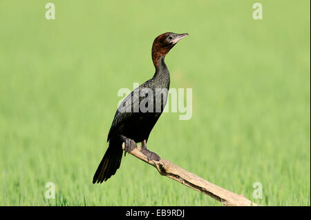 Cormoran pygmée (phalacrocorax pygmaeus), Macédoine Centrale, Grèce Banque D'Images