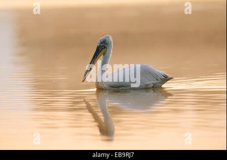 Pélican frisé (Pelecanus crispus), avec réflexion, Macédoine Centrale, Grèce Banque D'Images