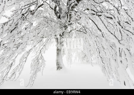 Hêtre couverte de neige, Schauinsland, Freiburg im Breisgau, Bade-Wurtemberg, Allemagne Banque D'Images