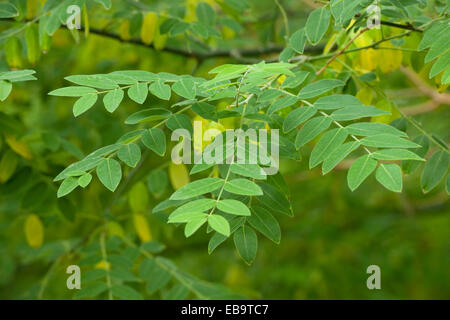 Arbre Pagode japonais ou chinois Scholar (Styphnolobium japonicum), les feuilles, les arbres du parc, originaire du Japon, de la Corée et de la Chine Banque D'Images