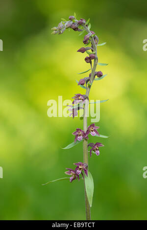 Cephalanthère rouge foncé ou Helleborine Epipactis atrorubens (royale), la floraison, Iéna, Thuringe, Allemagne Banque D'Images