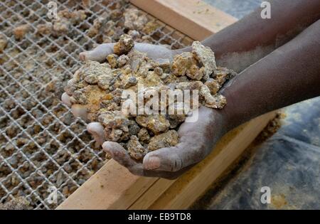 Employé de l'usine Opuwu gomme-résine résine holding gouttes du Guggal, myrrhe mukul ou guggul Commiphora wildii (arbre), le Banque D'Images