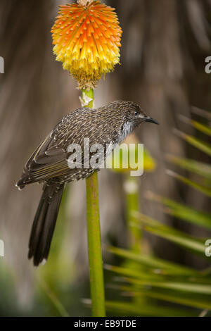 Peu d'oiseaux sur fleur kniphofia wattle Banque D'Images