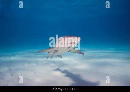 Atlantic requin citron (Negaprion brevirostris) avec un remora (echeneidae), Bahamas Banque D'Images