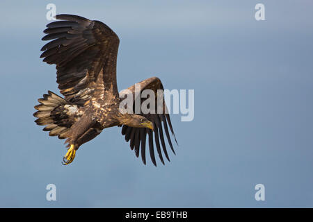 À queue blanche (Haliaeetus albicilla), juvénile, en vol, Pologne Banque D'Images