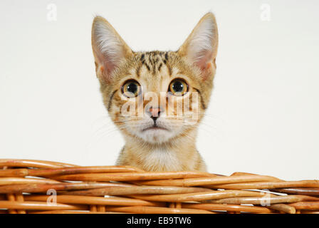 Jeune chat Siamese-Bengal Banque D'Images