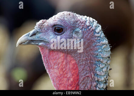 Turquie (Meleagris gallopavo), portrait, Knittkuhl, Düsseldorf, Rhénanie du Nord-Westphalie, Allemagne, Banque D'Images