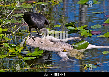 Urubu noir (Coragyps atratus) se nourrissant de carcasses d'alligator, Everglades, Florida, USA Banque D'Images