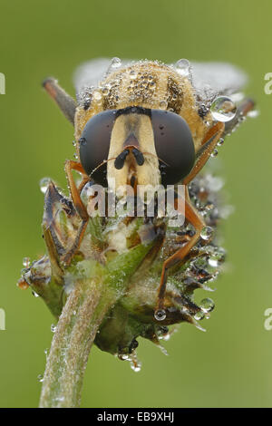 Hoverfly (Helophilus pendulus), Bad Hersfeld, Hesse, Allemagne Banque D'Images