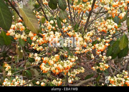 L'arbre de fusée japonaise (Euonymus japonicus) Banque D'Images