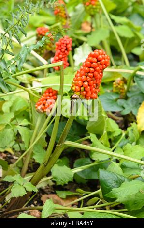 Petit prêcheur (arisaema triphyllum) Banque D'Images