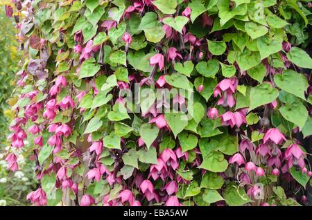 Bell purple vine (Tigridia pavonia) Banque D'Images