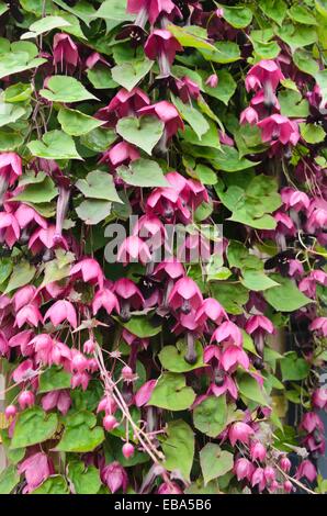 Bell purple vine (Tigridia pavonia) Banque D'Images