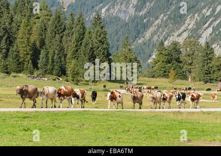 Quelques vaches à leurs écuries, enger tal, turracher karwendel, Autriche Banque D'Images