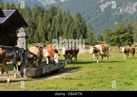 Quelques vaches à leurs écuries, enger tal, turracher karwendel, Autriche Banque D'Images