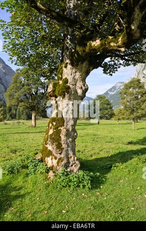 L'érable sycomore (acer pseudoplatanus), enger tal, turracher karwendel, Autriche Banque D'Images