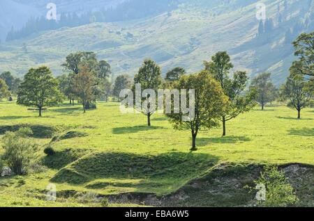 L'érable sycomore (acer pseudoplatanus), enger tal, turracher karwendel, Autriche Banque D'Images