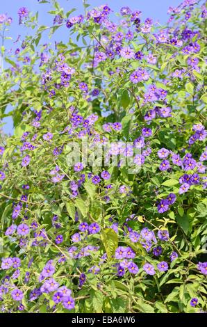 Bush de pommes de terre bleu (lycianthes rantonnetii solanum rantonnetii) syn. Banque D'Images