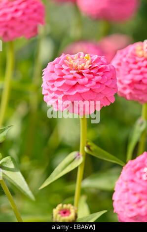 Zinnia zinnia (commune violacea 'oklahoma pink' syn. Zinnia elegans 'oklahoma pink') Banque D'Images