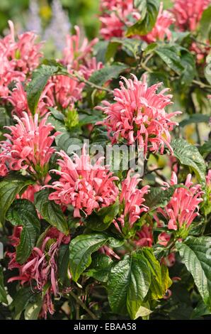 Fleur plume brésilien (justicia carnea syn. jacobinia carnea) Banque D'Images