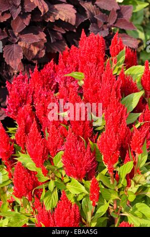 Cockscomb (var. Celosia argentea plumosa 'Fresh Look Red') Banque D'Images
