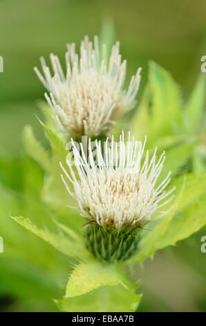 Chardon (cirsium oleraceum chou) Banque D'Images