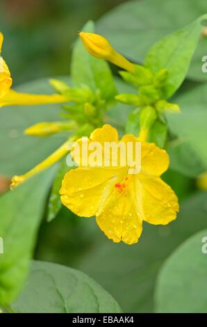 Merveille de Pérou (mirabilis jalapa) Banque D'Images